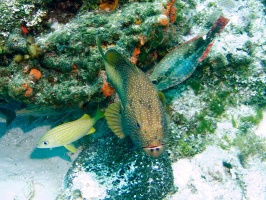 Coney, French Grunt and Redband Parrotfish Initial Phase IMG 9511